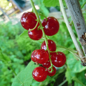 redcurrants redcurrants