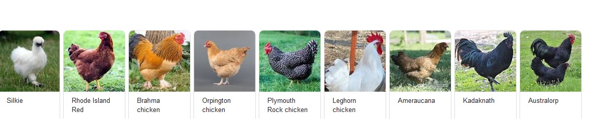 Breeds of Chickens