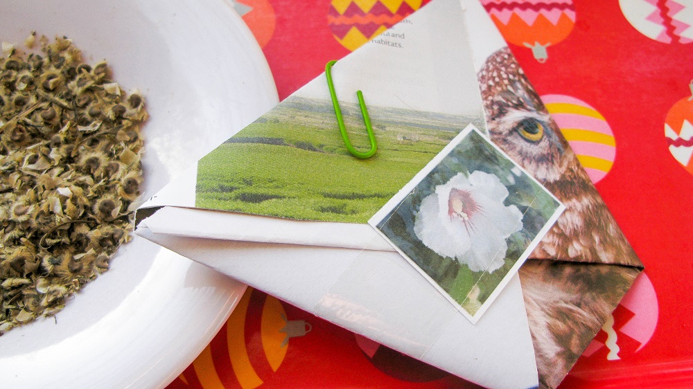 Buy Organic Hibiscus Seeds