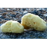 Natural Sea Sponges