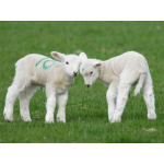 Two Spring Lambs butting heads