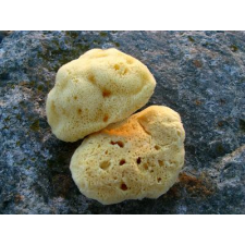 Natural Sea Sponges