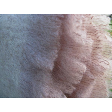 Barn Owl - Mohair Throws