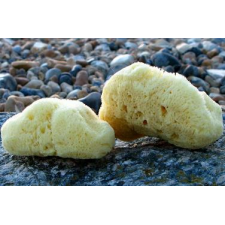 Natural Sea Sponges