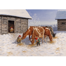 Tomte feeding the red and white Cows