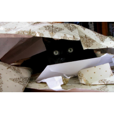 Christmas Card - Merry Christmas from Fluffy - Photographs by m.joy - available from Honey Beeswax