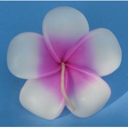 Pink Frangipan - Floating Flower Candles
