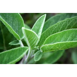 Pot of Sage available from Honey Beeswax