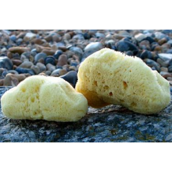 Natural Sea Sponges