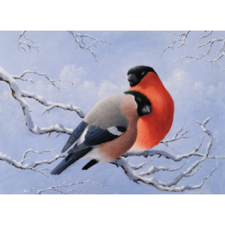 Pair of Bullfinches