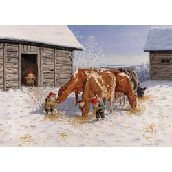 Tomte feeding the red and white Cows