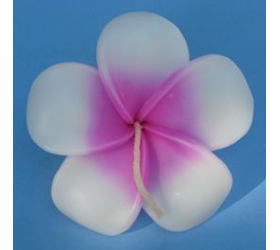 Pink Frangipan - Floating Flower Candles