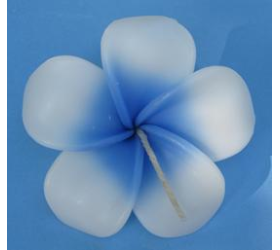 Frangipan - Floating Flower Candles