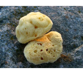 Natural Sea Sponges