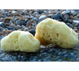 Natural Sea Sponges