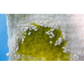 Felted Landscape - Detail - Little Fox