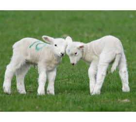 Two Spring Lambs butting heads