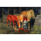 Jan Bergerlind's Advent Calendar Card - Tomte and Horses - from Honey Beeswax