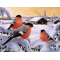 Jan Bergerlind Christmas Postcards - Bullfinches - Honey Beeswax