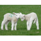 Two Spring Lambs butting heads